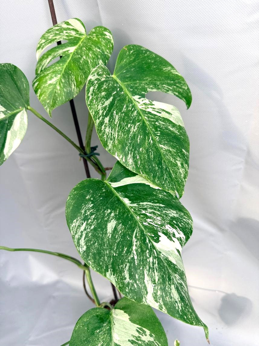 Monstera Deliciosa Albo variegata 2