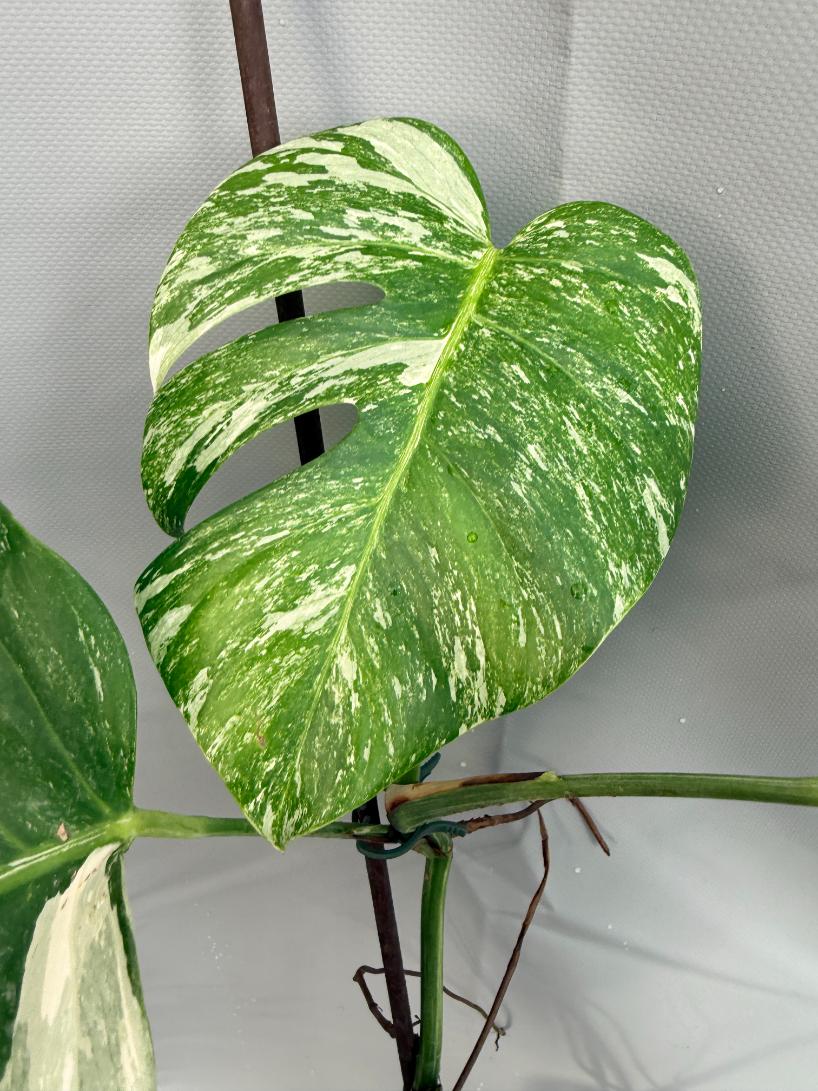Monstera Deliciosa Albo variegata 3