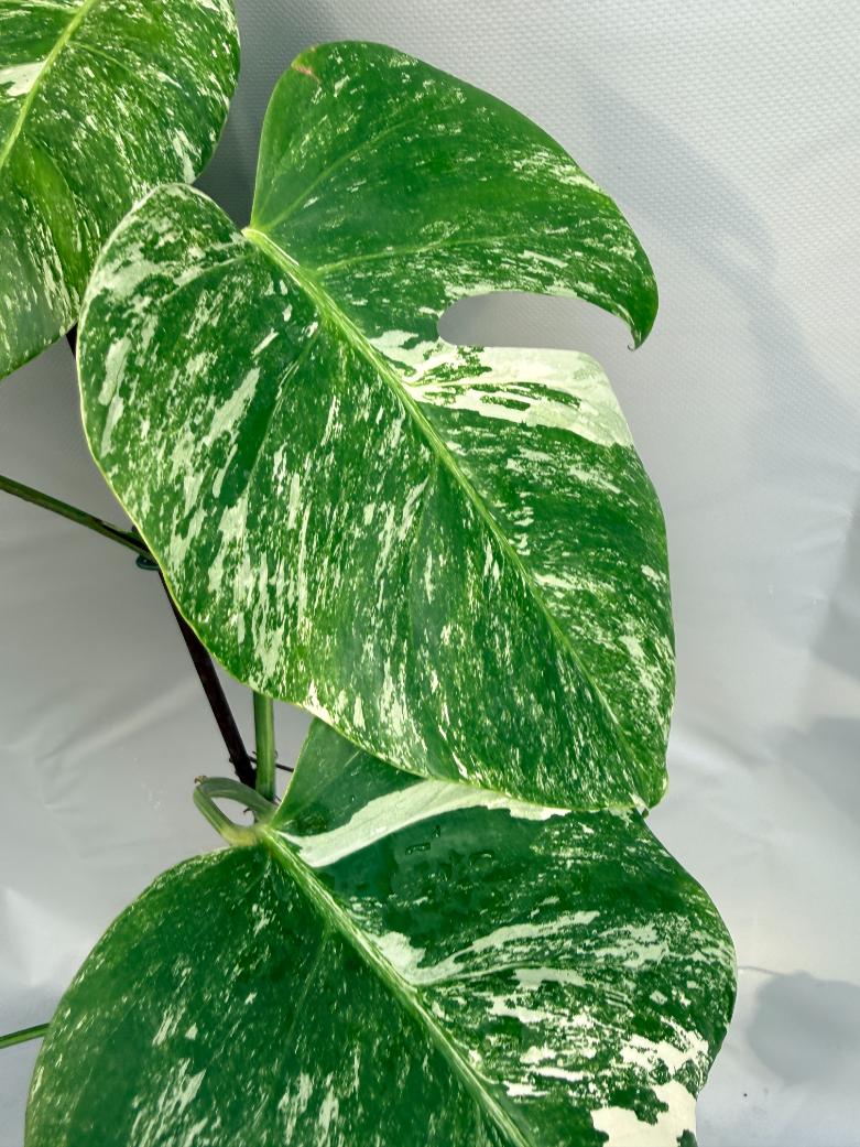 Monstera Deliciosa Albo variegata 4