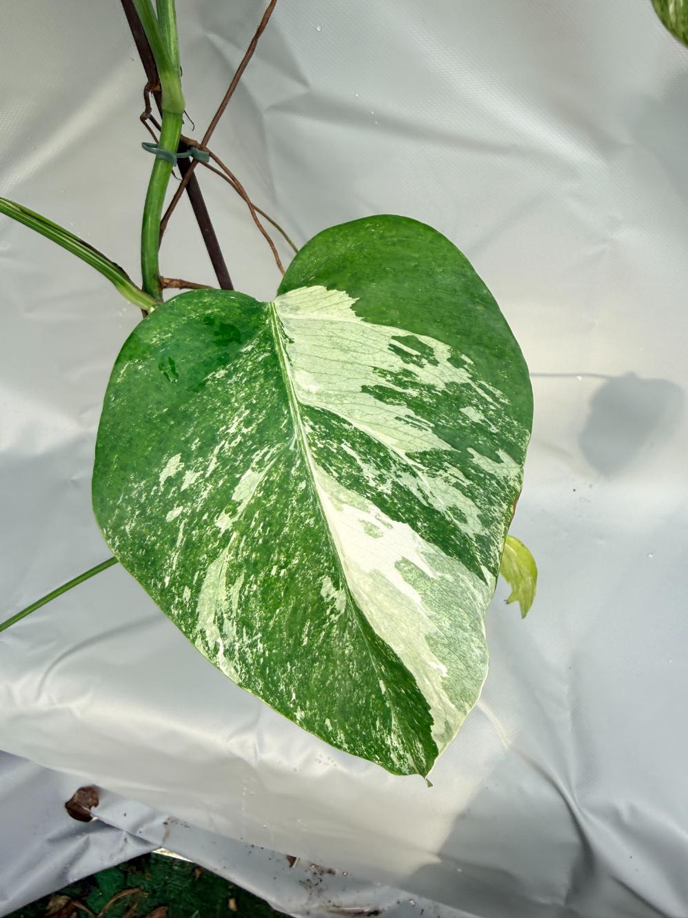 Monstera Deliciosa Albo variegata 6