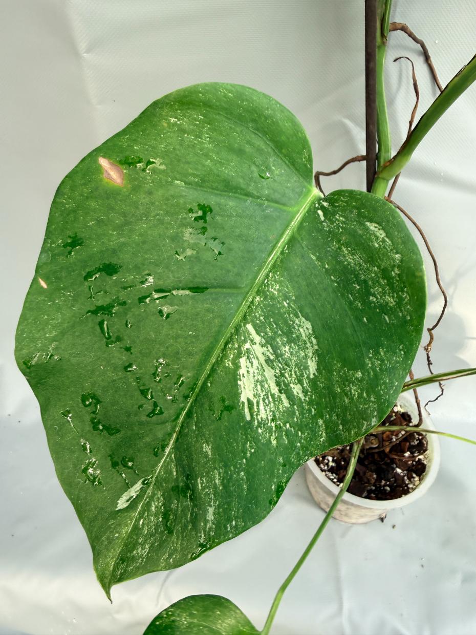 Monstera Deliciosa Albo variegata 7