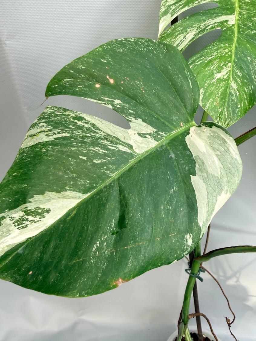 Monstera Deliciosa Albo variegata 8