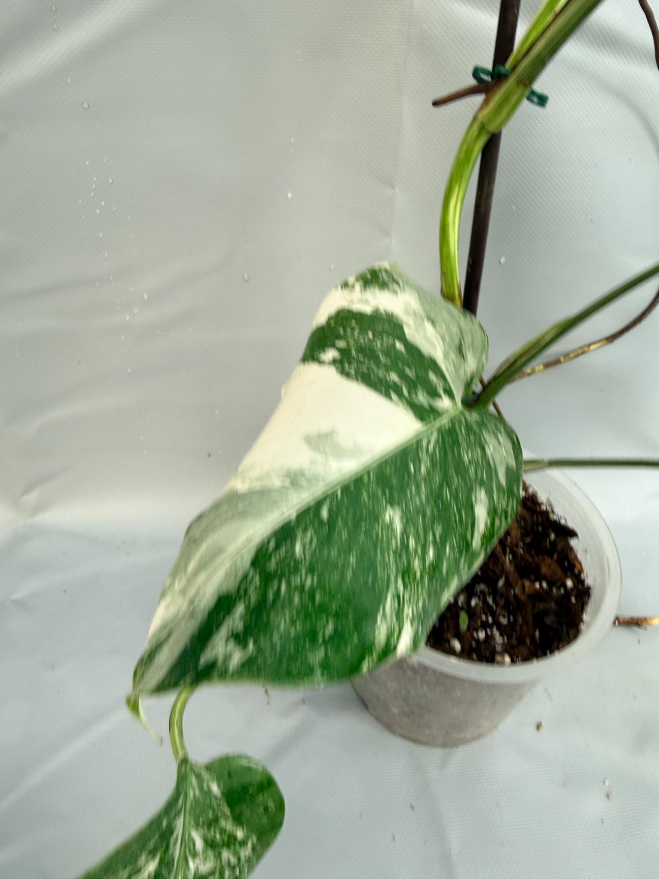 Monstera Deliciosa Albo variegata 8