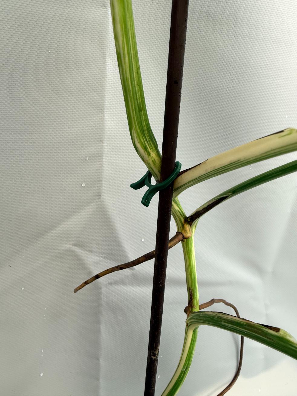 Monstera Deliciosa Albo variegata 9