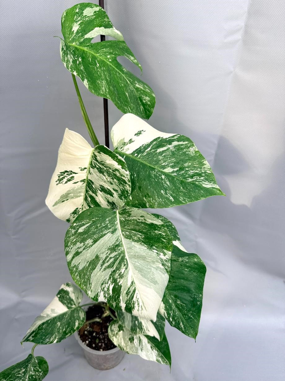 Monstera Deliciosa Albo variegata 1