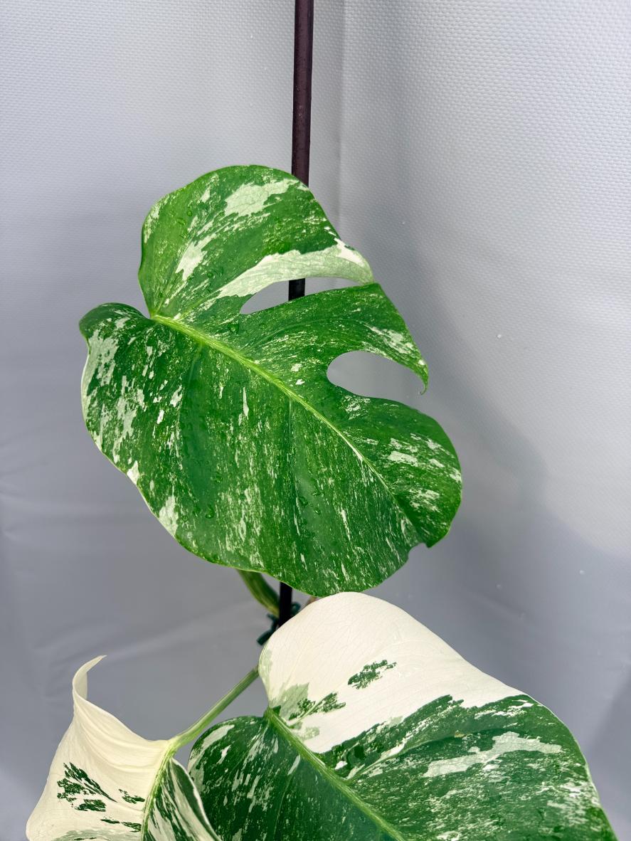 Monstera Deliciosa Albo variegata 2