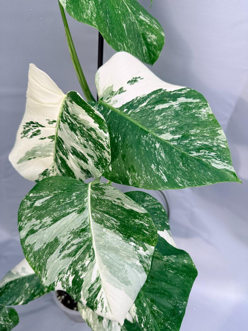 Monstera Deliciosa Albo variegata 3