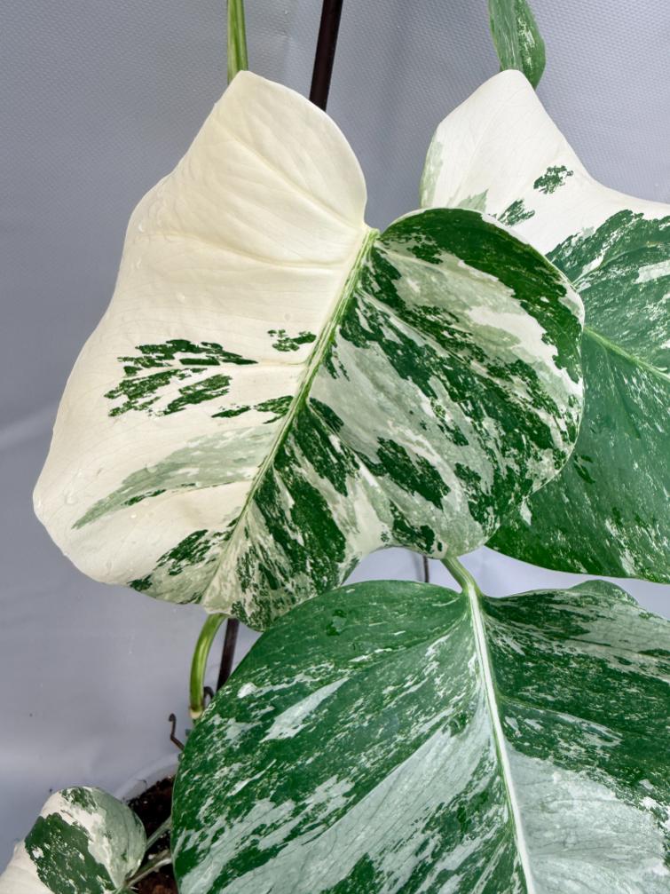 Monstera Deliciosa Albo variegata 4