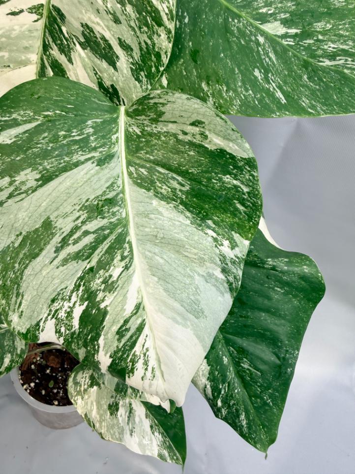 Monstera Deliciosa Albo variegata 5