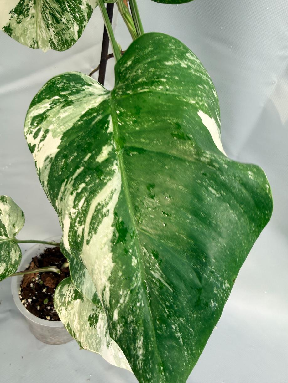 Monstera Deliciosa Albo variegata 6