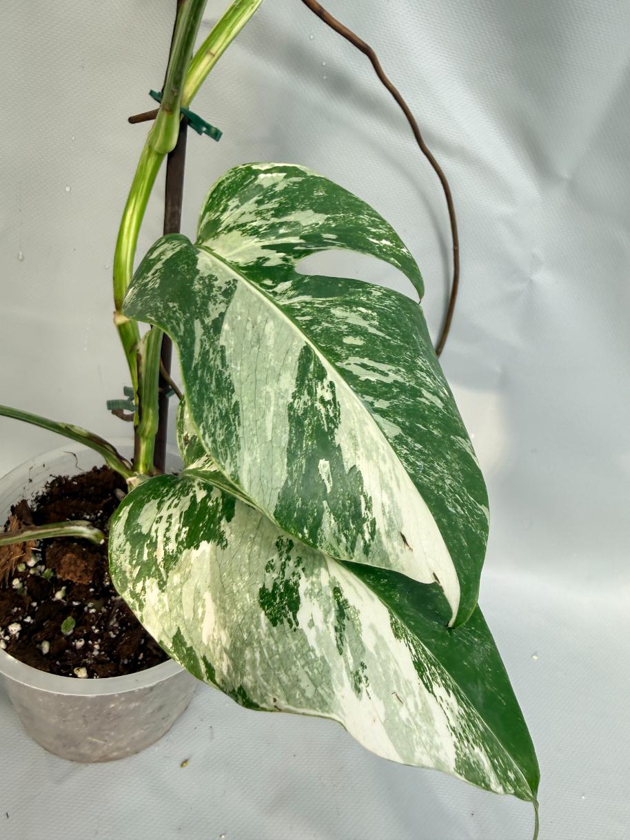 Monstera Deliciosa Albo variegata 7