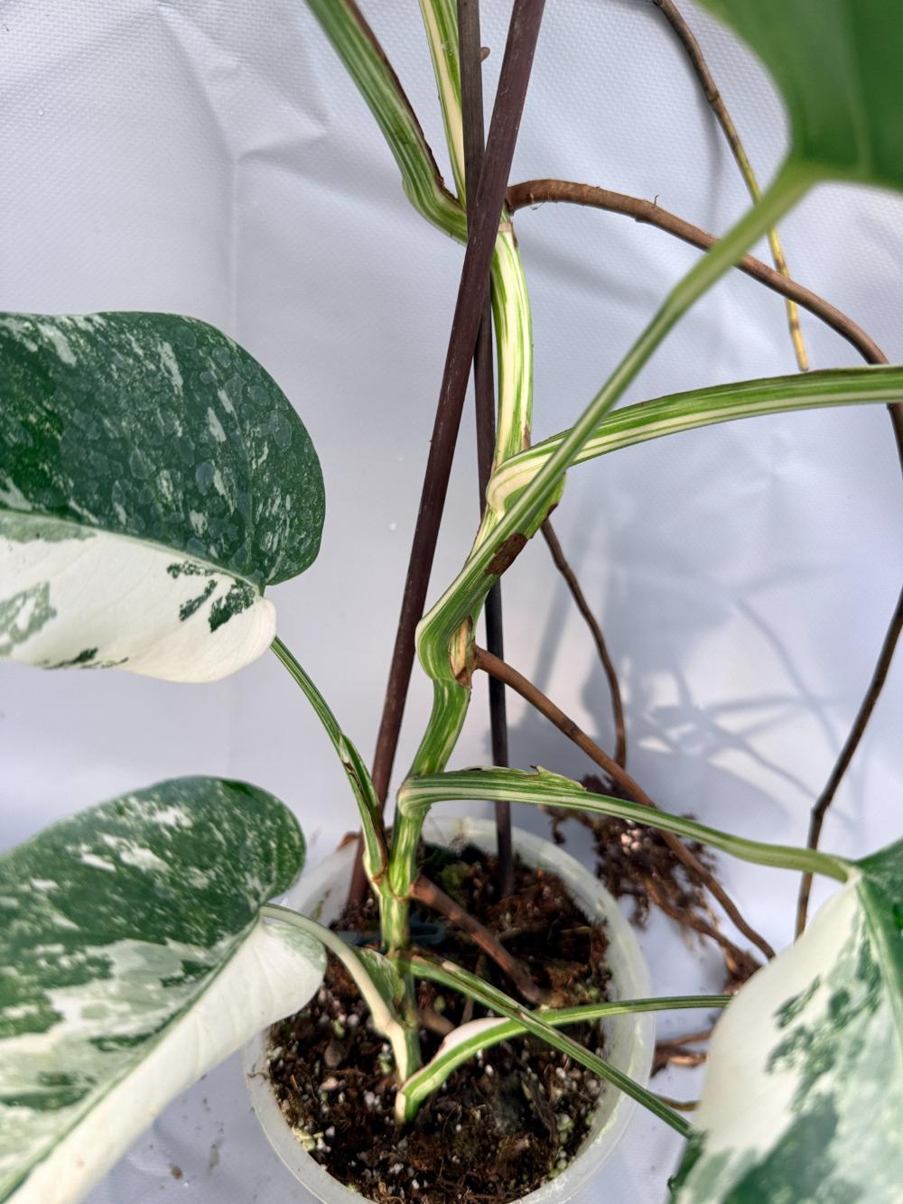 Monstera Deliciosa Albo Variegata 11