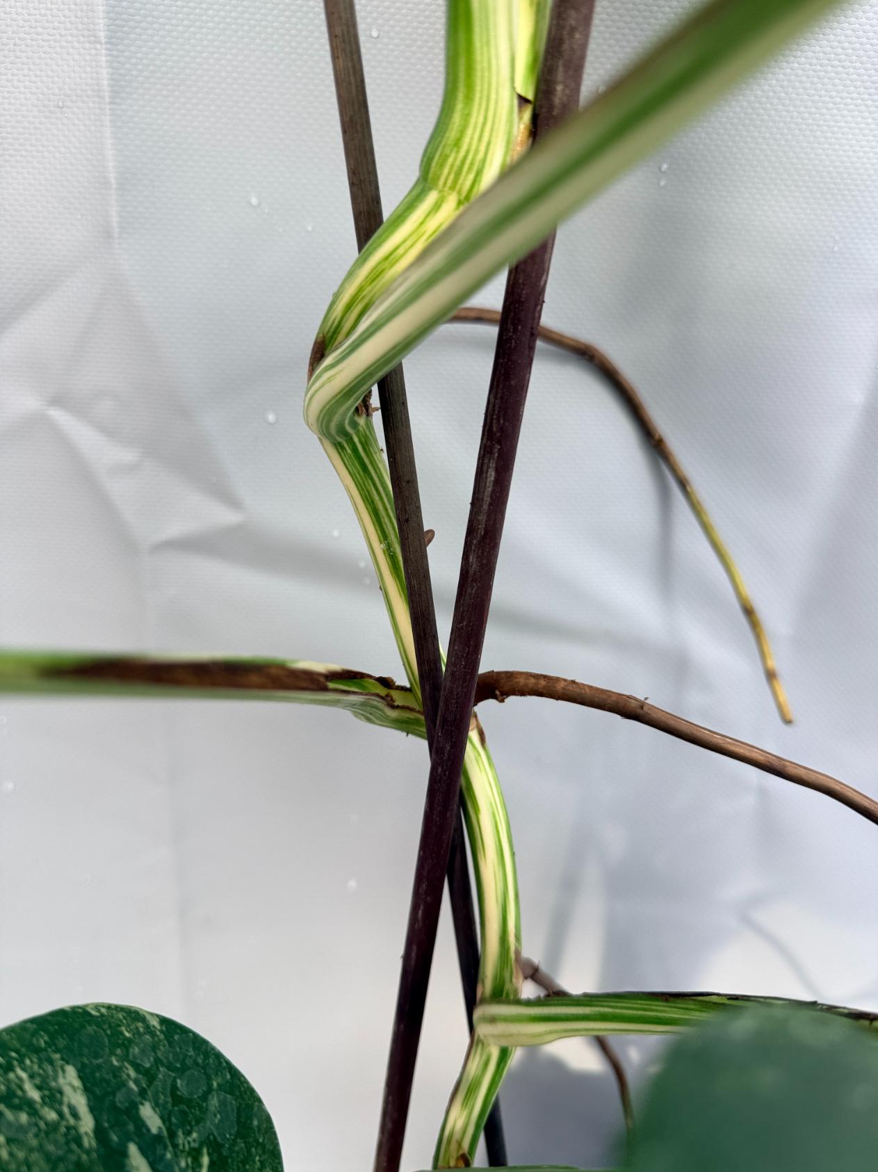 Monstera Deliciosa Albo Variegata 12