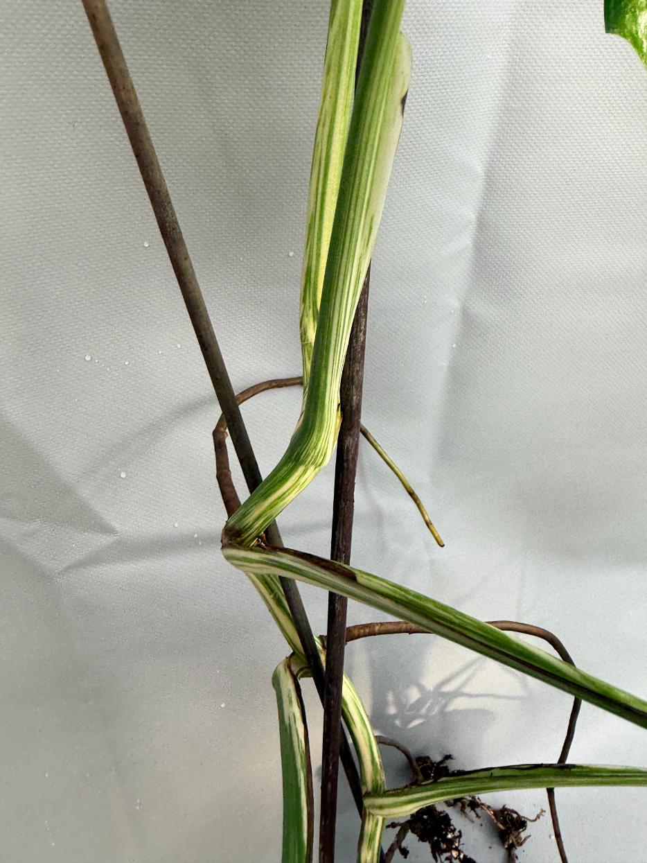 Monstera Deliciosa Albo Variegata 13