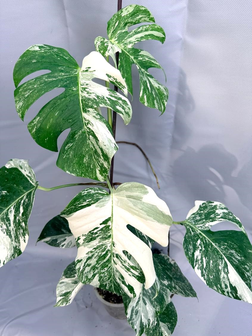 Monstera Deliciosa Albo Variegata 1