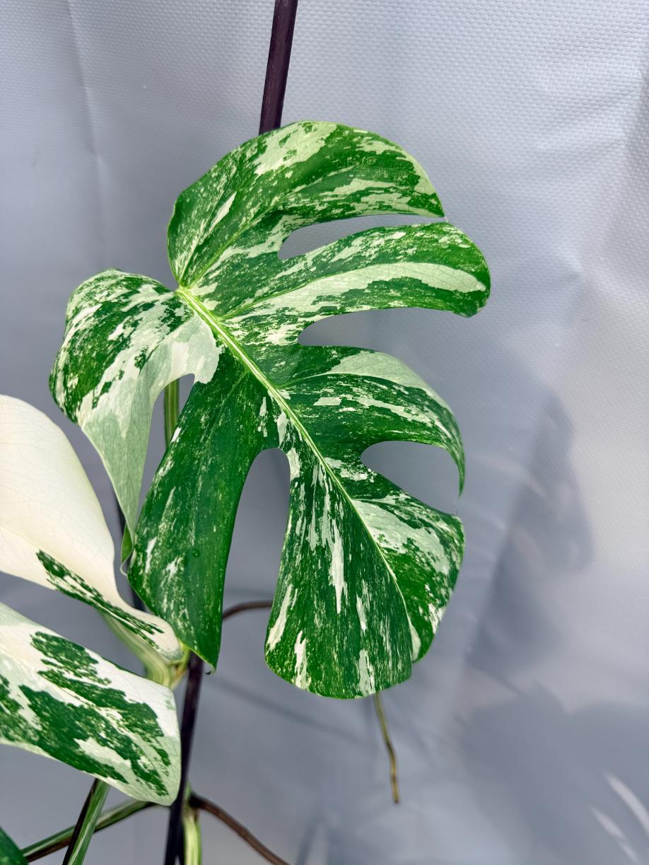 Monstera Deliciosa Albo Variegata 2