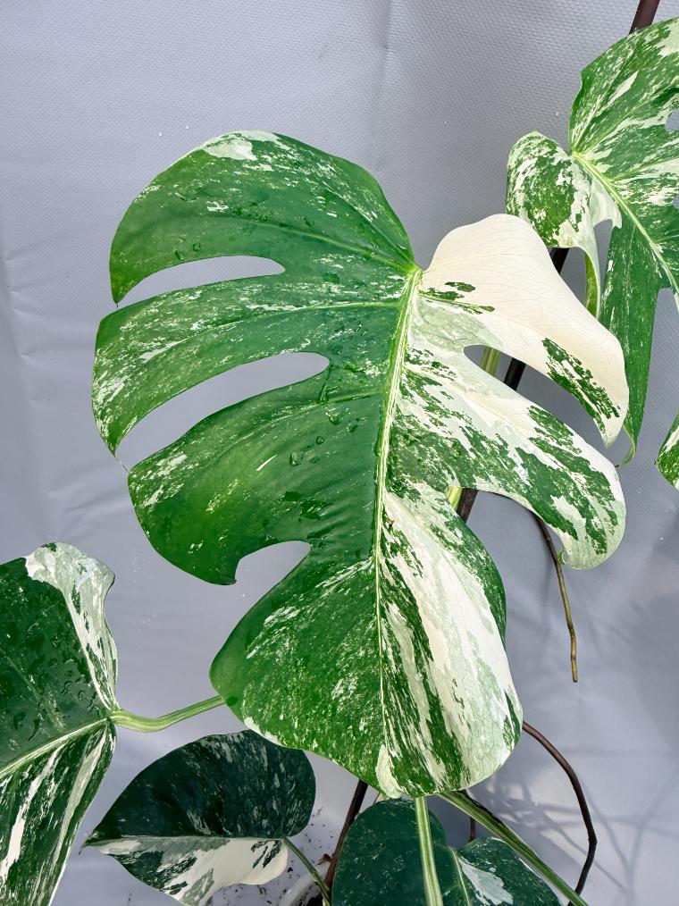 Monstera Deliciosa Albo Variegata 3