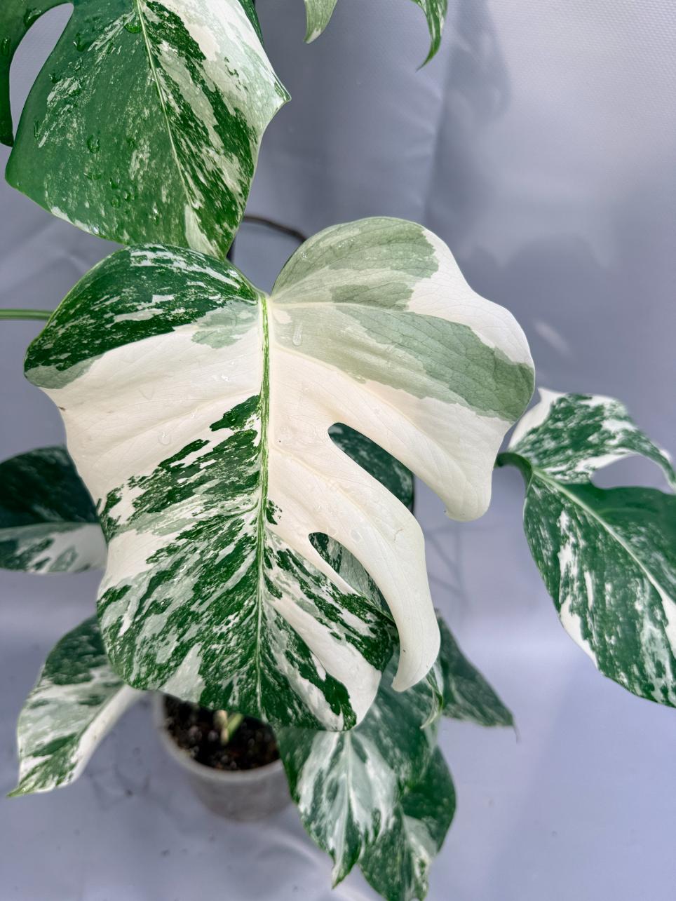 Monstera Deliciosa Albo Variegata 6