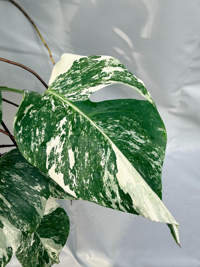 Monstera Deliciosa Albo Variegata 7