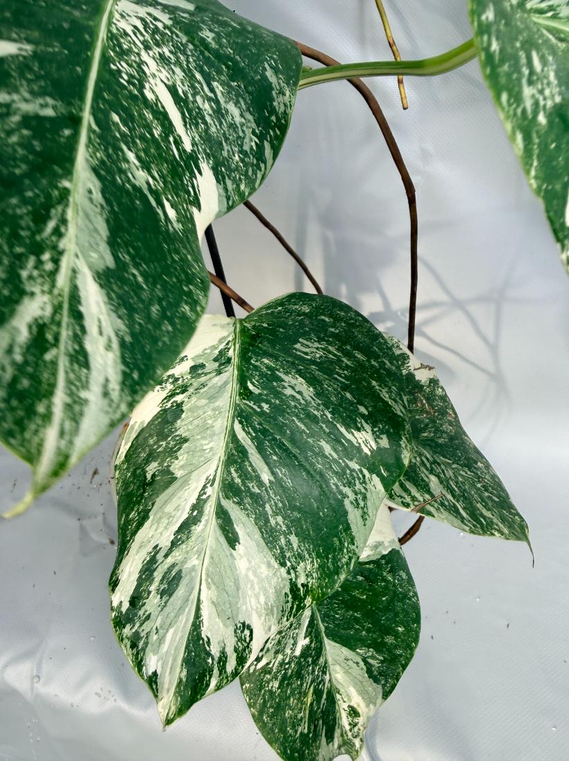 Monstera Deliciosa Albo Variegata 9