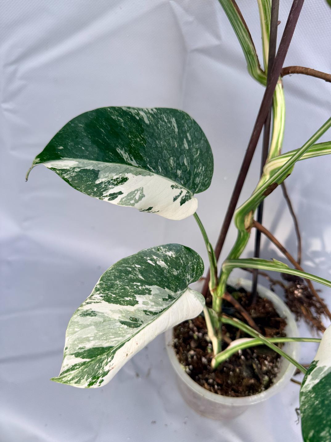 Monstera Deliciosa Albo Variegata 10