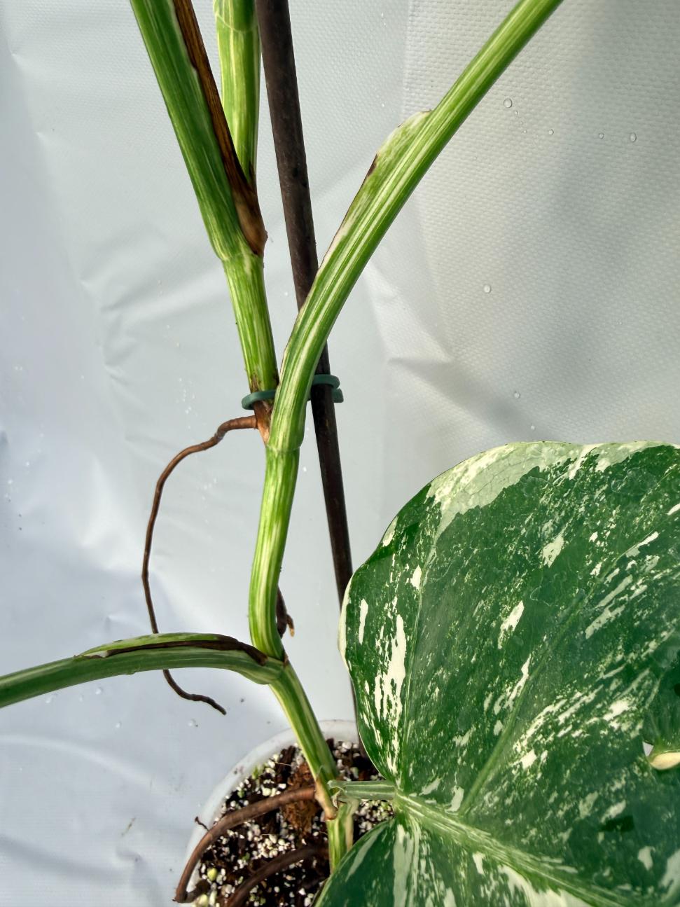 Monstera Deliciosa Albo Variegata 10