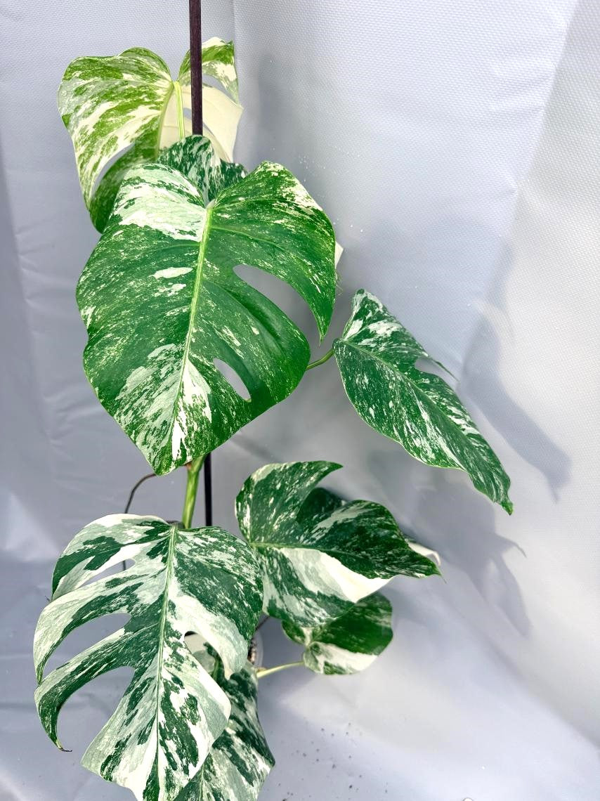 Monstera Deliciosa Albo Variegata01