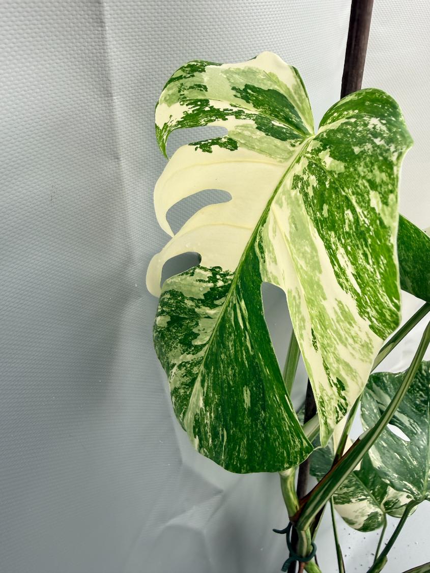 Monstera Deliciosa Albo Variegata02