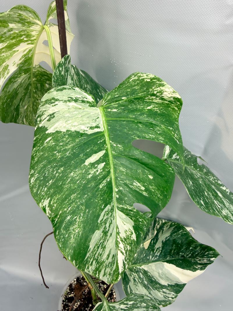 Monstera Deliciosa Albo Variegata 3