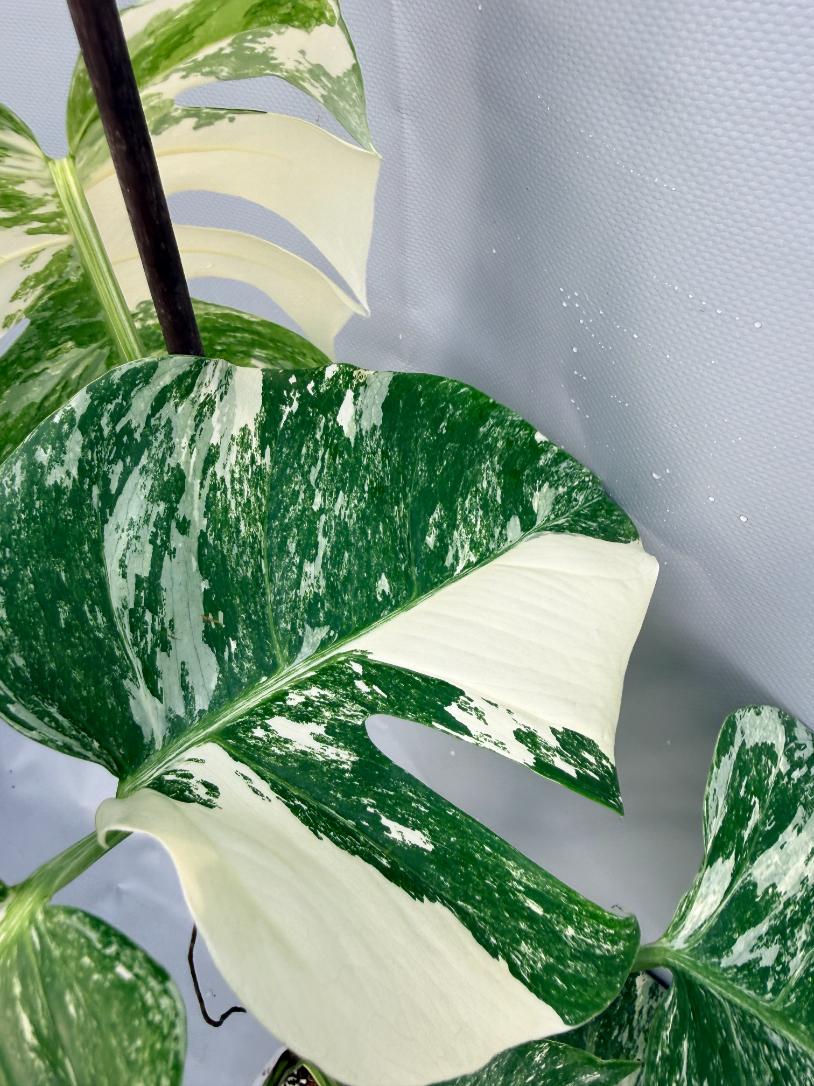 Monstera Deliciosa Albo Variegata 4