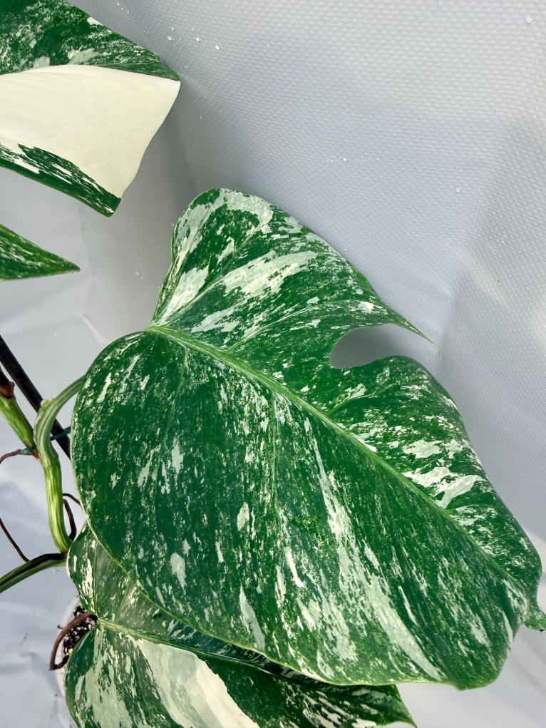 Monstera Deliciosa Albo Variegata 5