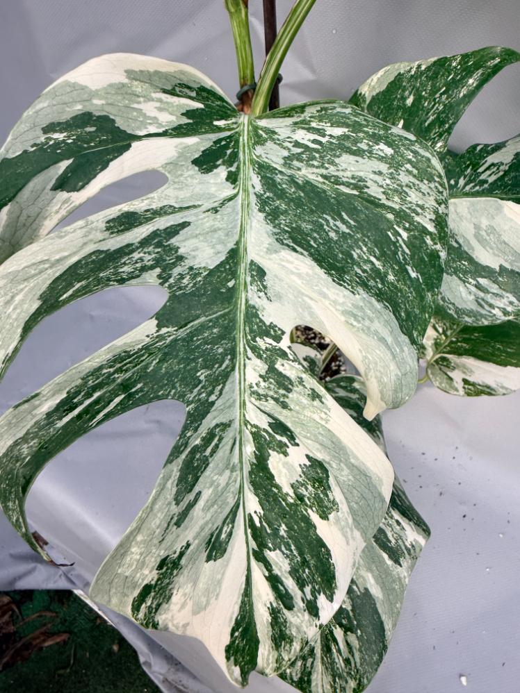 Monstera Deliciosa Albo Variegata 6