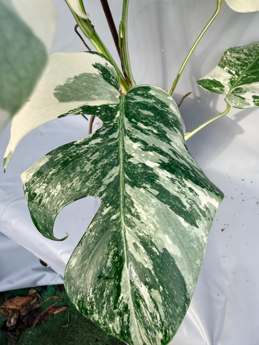Monstera Deliciosa Albo Variegata 7