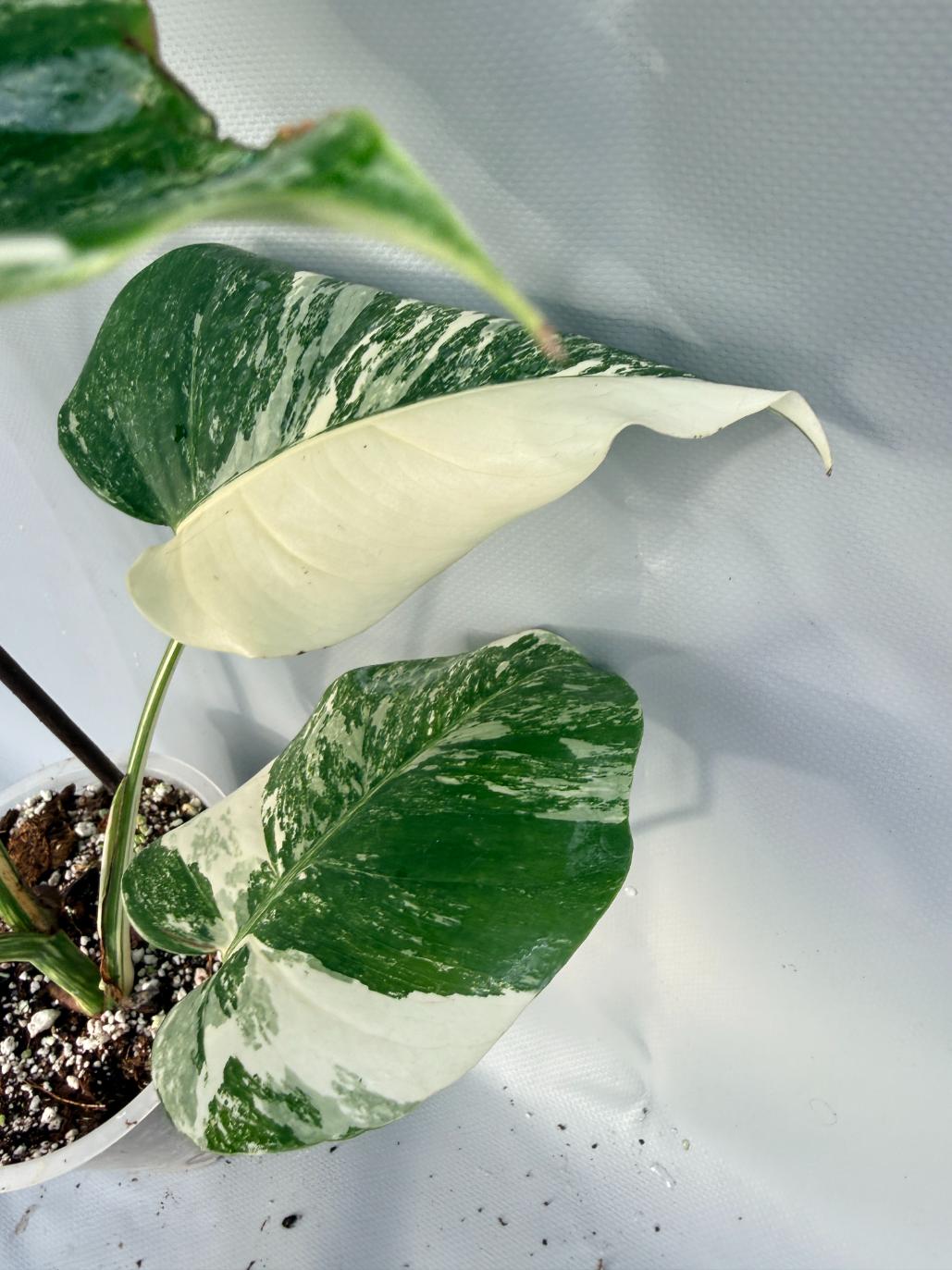 Monstera Deliciosa Albo Variegata 9