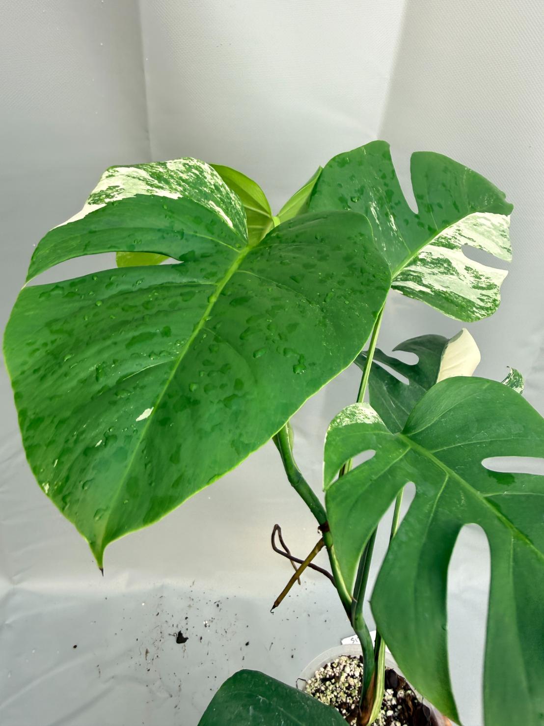Monstera Deliciosa Albo Variegata 9