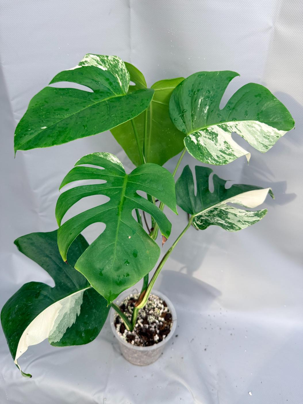 Monstera Deliciosa Albo Variegata 1