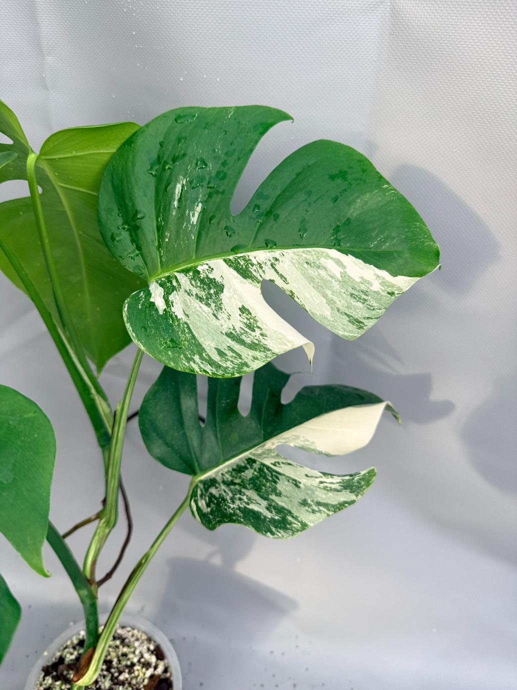 Monstera Deliciosa Albo Variegata 3