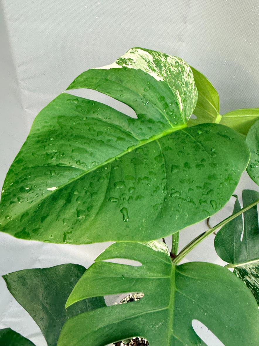 Monstera Deliciosa Albo Variegata 4