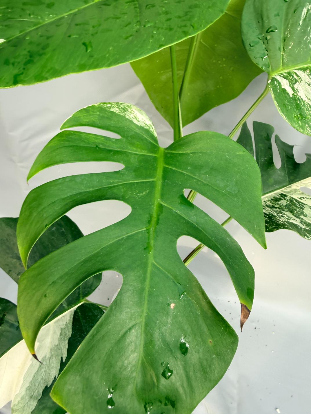 Monstera Deliciosa Albo Variegata 5