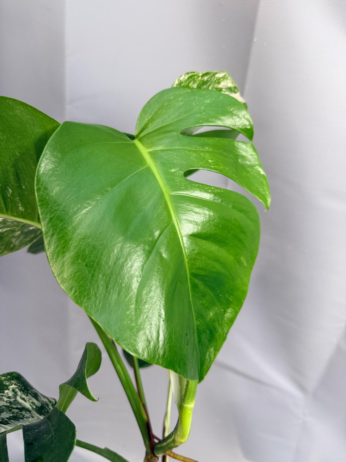 Monstera Deliciosa Albo Variegata 6