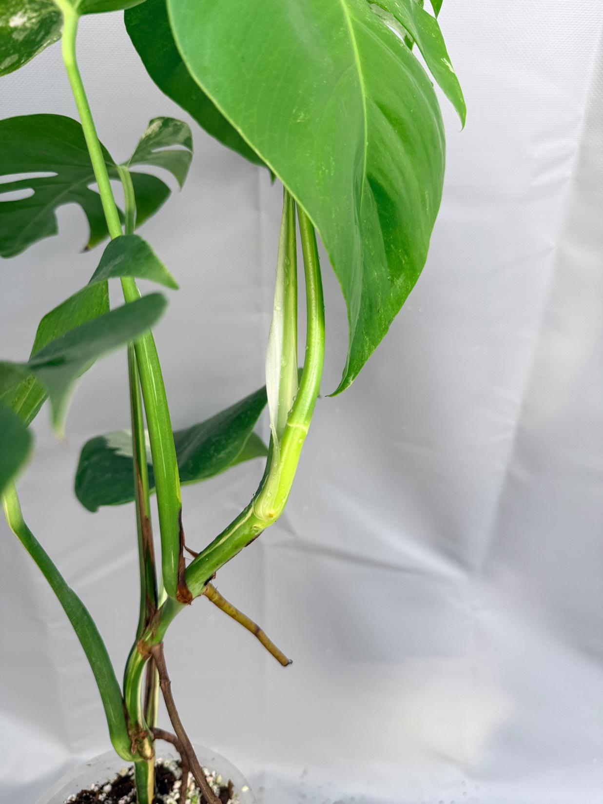 Monstera Deliciosa Albo Variegata 7