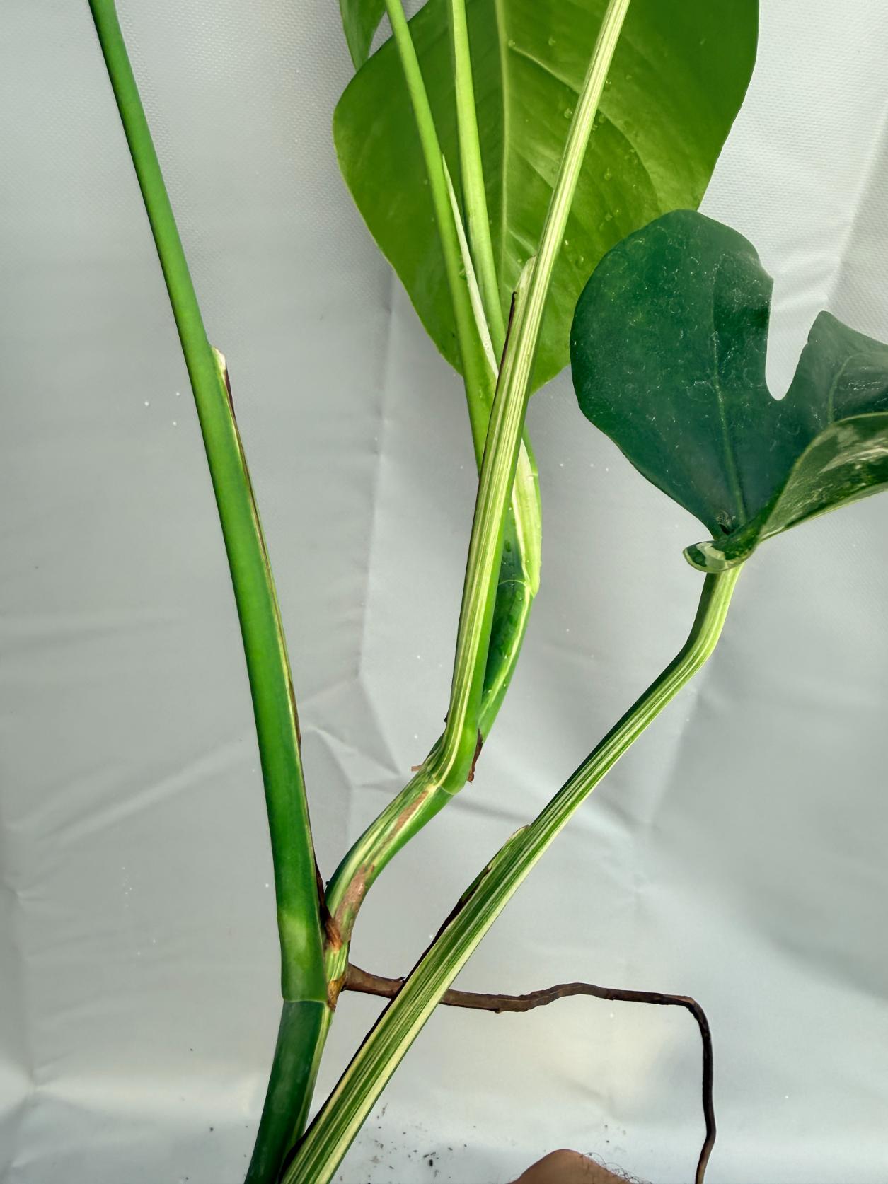 Monstera Deliciosa Albo Variegata 8