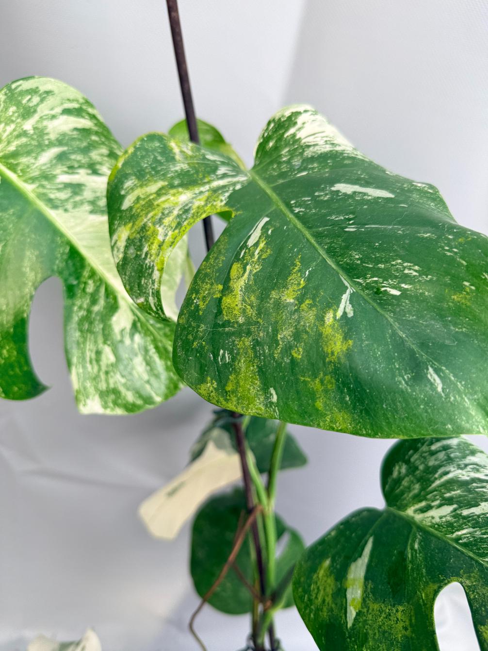 Monstera  Albo Variegata