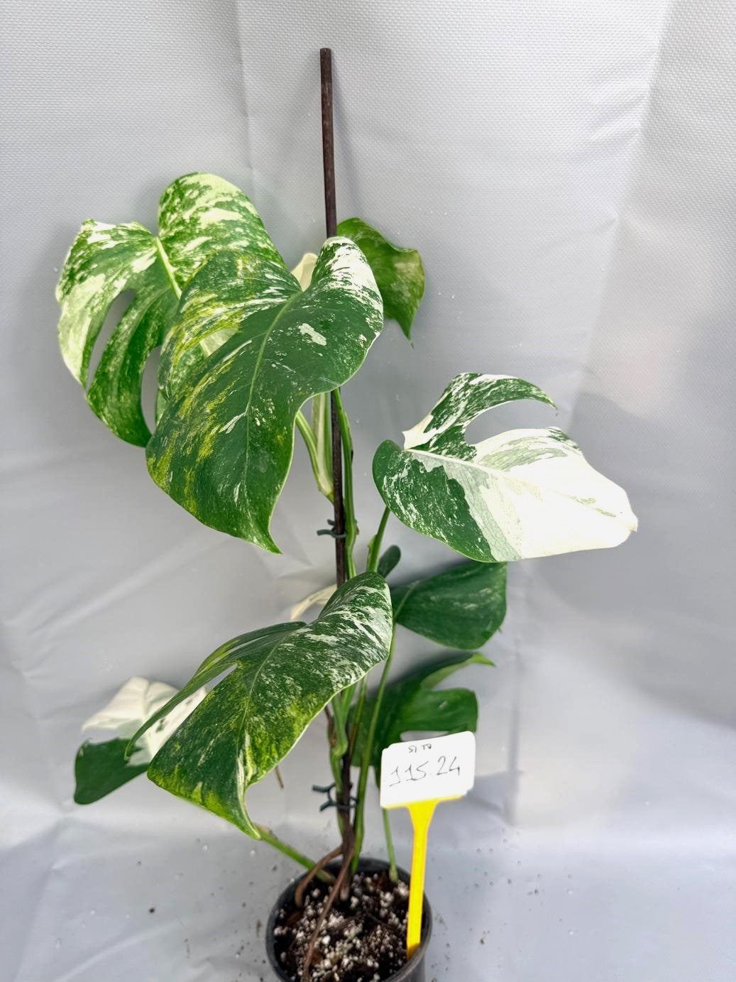 Monstera  Albo Variegata
