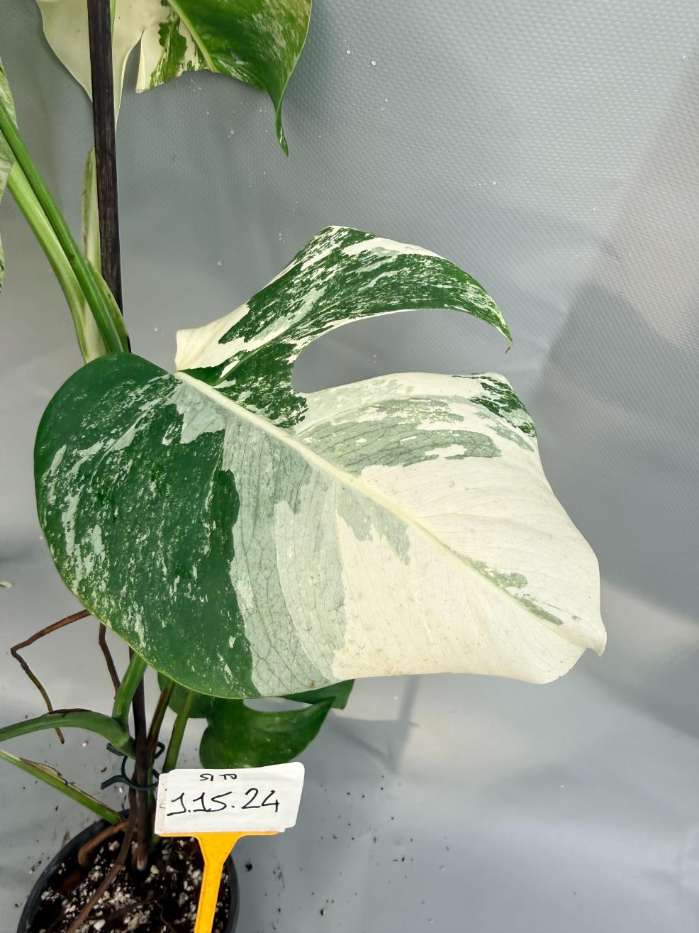 Monstera  Albo Variegata 4