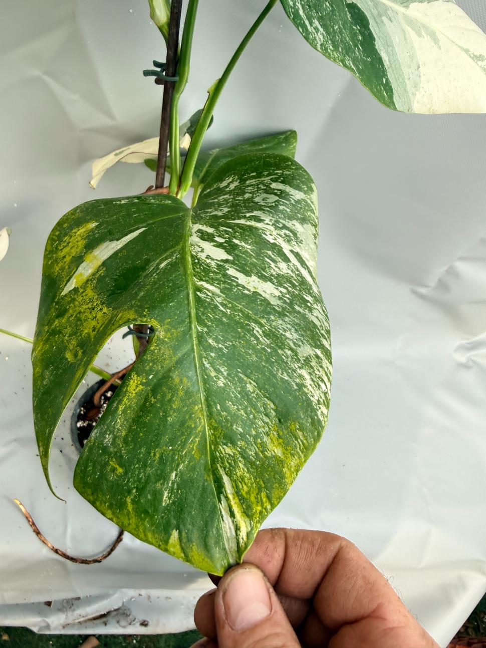 Monstera  Albo Variegata 5