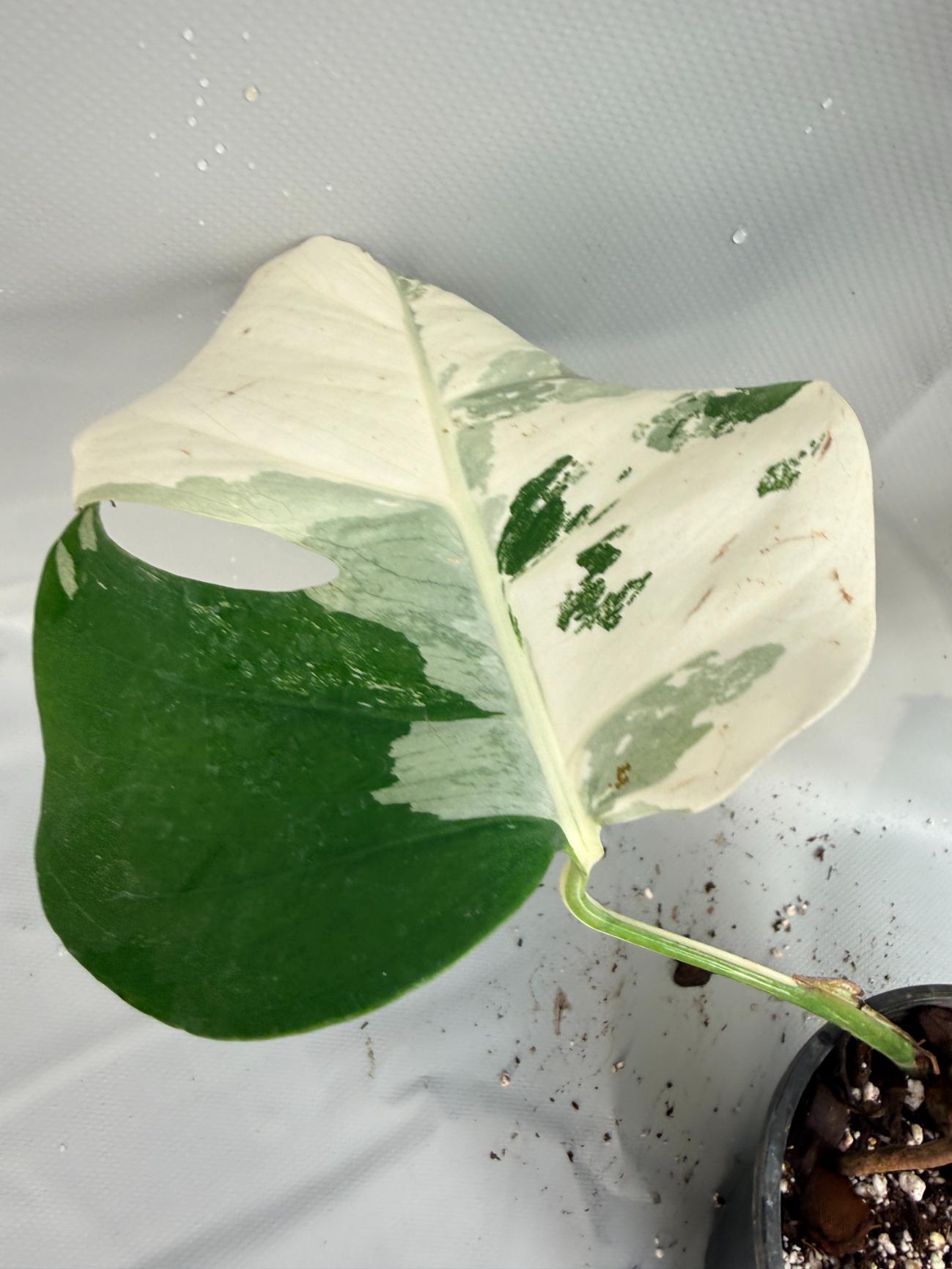 Monstera  Albo Variegata 6