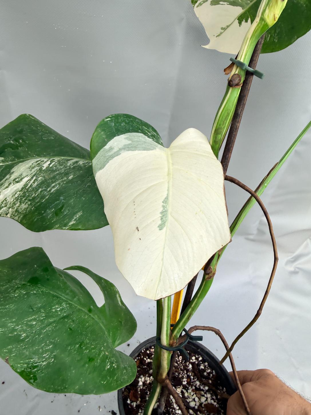 Monstera  Albo Variegata