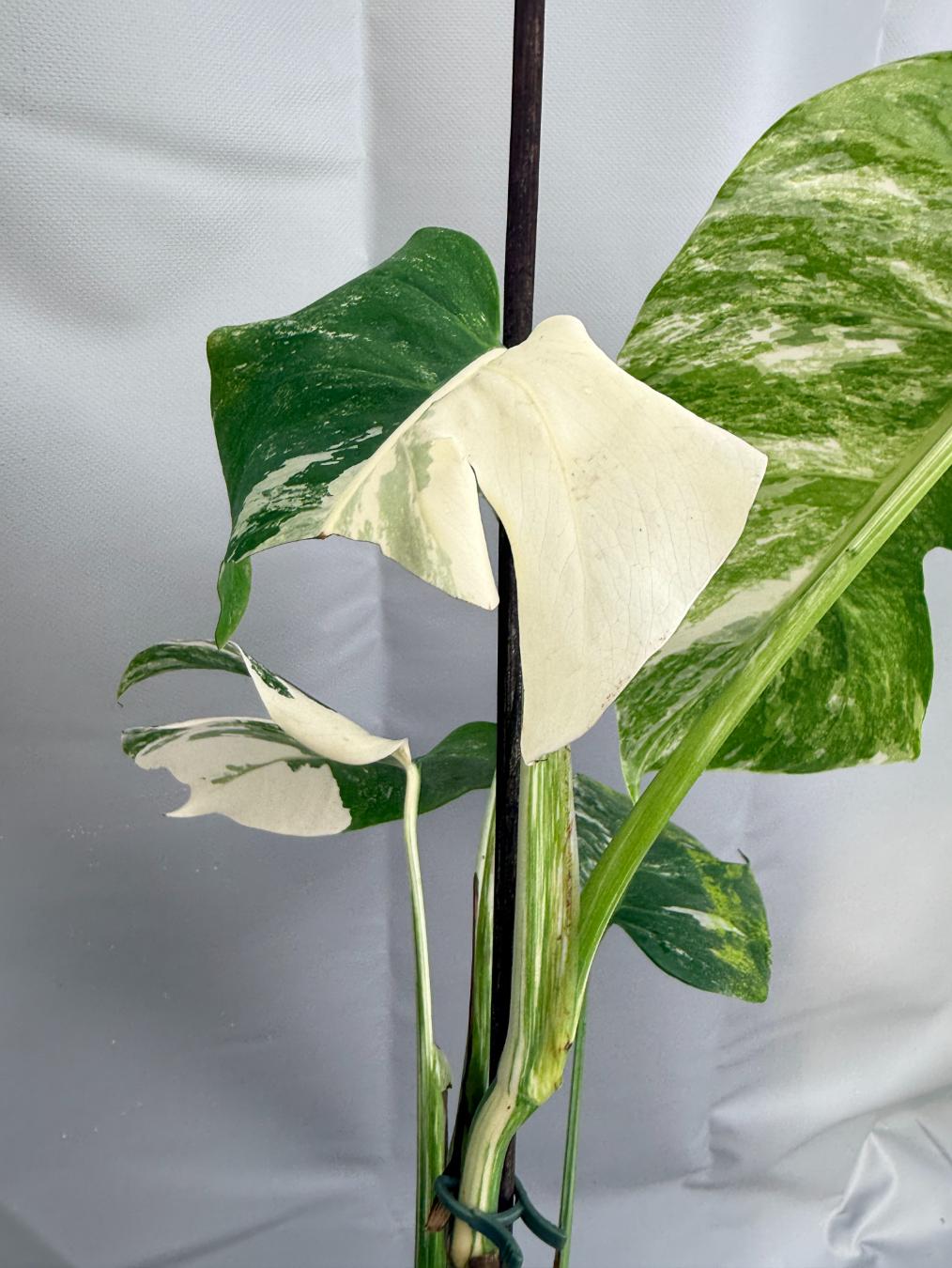Monstera  Albo Variegata