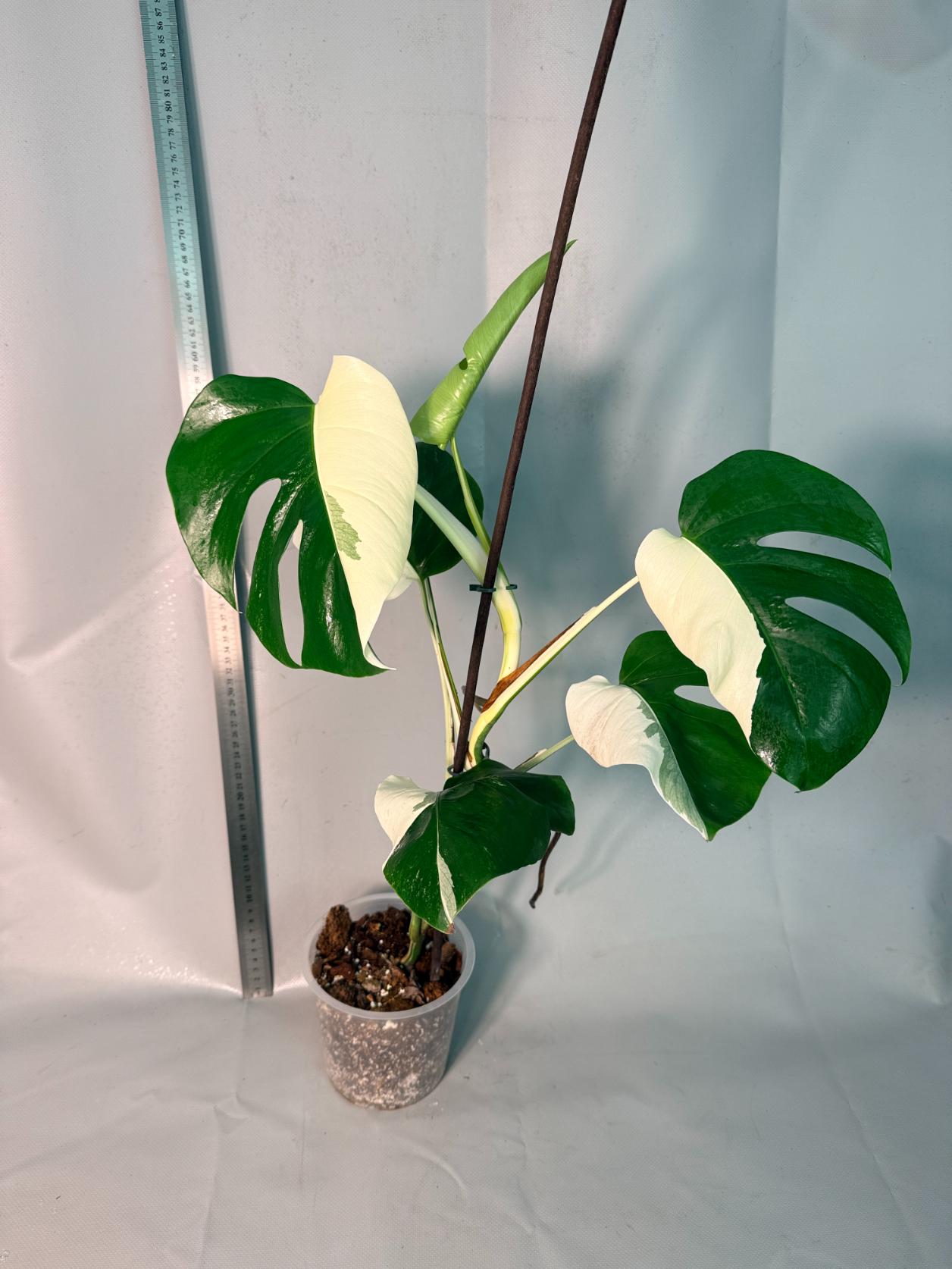 Monstera  Albo Variegata HALF MOON 1
